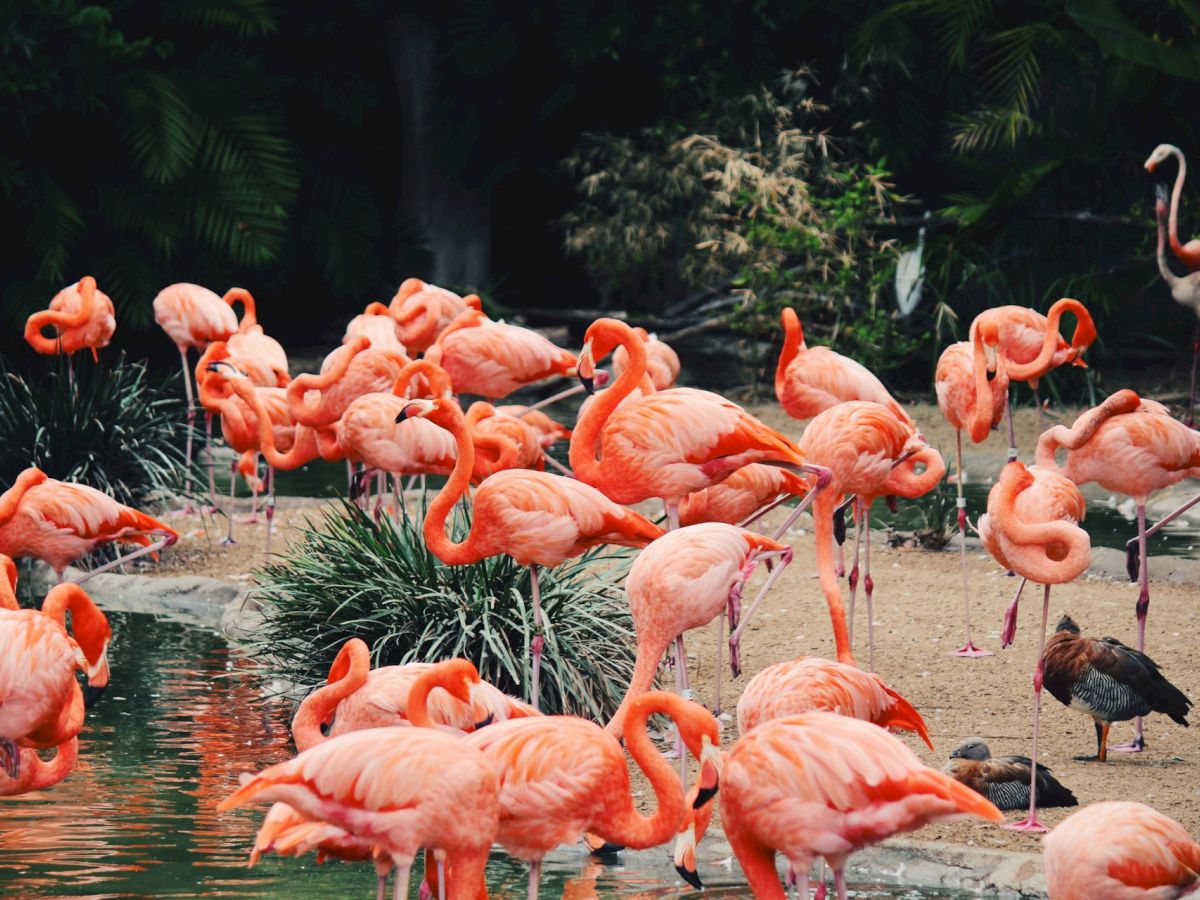 A group of pink flamingos is gathered near a pond, with some standing in the water and others on the surrounding sandy area.